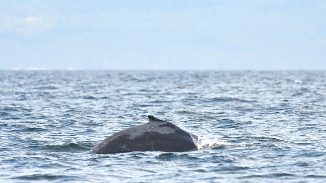 The 2023 calf of Graze is spotted in the Salish Sea. (Photo: Ashley Keegan, Wild Whales Vancouver)