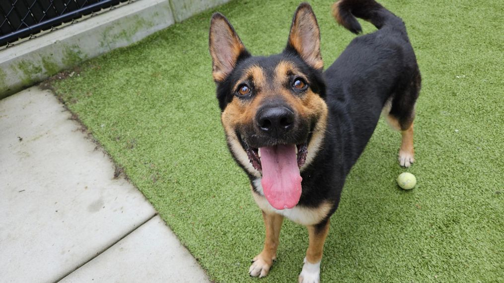 In this photo is Falcor,{&nbsp;}a 1-year-old German shepherd mix who loves to go outside and play fetch. (Photo: Seattle Humane Society)