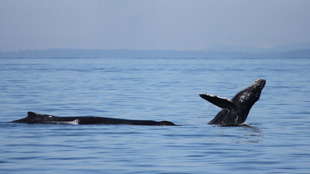 Big Mama and young Poptart are spotted in the Salish Sea in 2016. (Photo: Brooke McKinley, Outer Island Excursions)